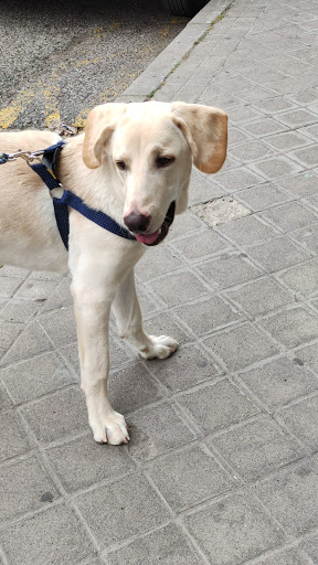 Clínica Veterinaria La Solana en Torrejón de Ardoz