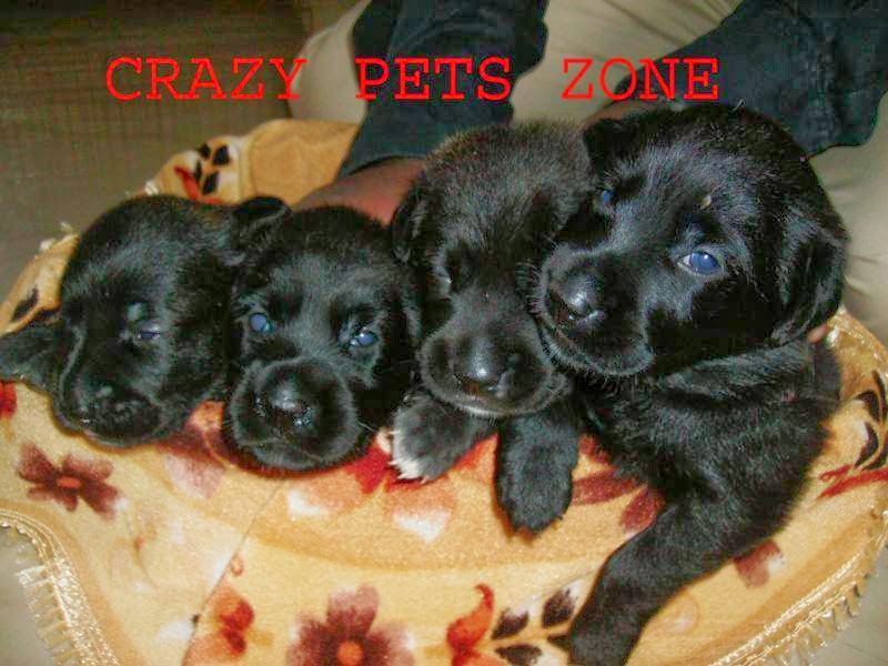 CRAZY PET ZONE