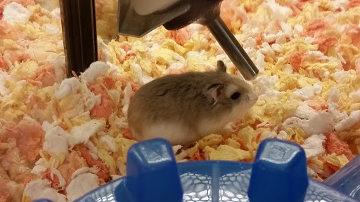 Pet Supply Store «PetSmart», reviews and photos, 24965 Pico Canyon Rd, Stevenson Ranch, CA 91381, USA