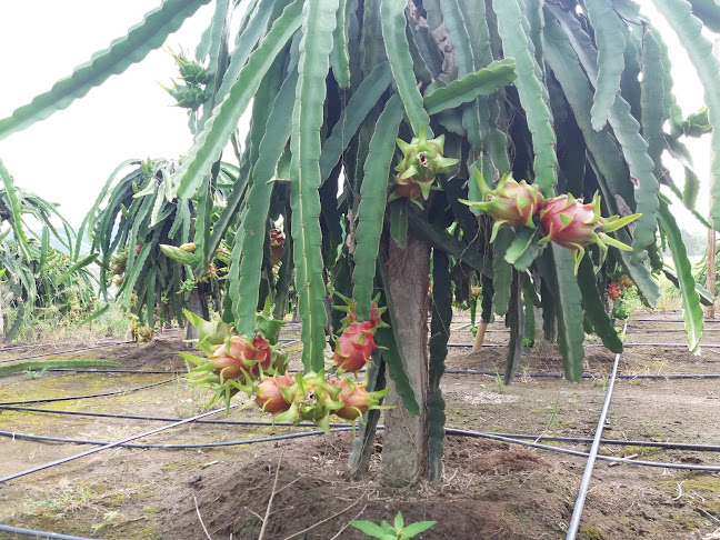 MANANTIALES FRUITS SA - Montecristi