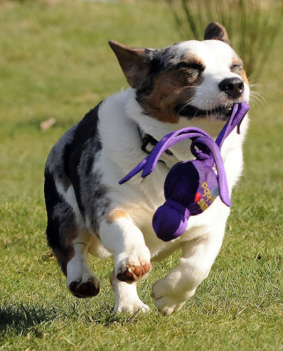 Pet Store «Paws & Fins Pet Shop», reviews and photos, 360 Tormey Ln NE, Bainbridge Island, WA 98110, USA