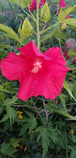 Brewery «Constitution Yards», reviews and photos, 308 Justison St, Wilmington, DE 19801, USA