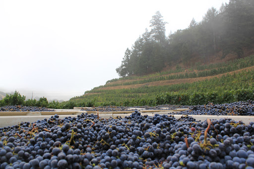 Pine Ridge Vineyards