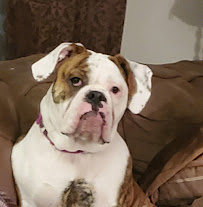 The Dashing Hound - Photo 6 - Car repair in Billings, MT, Billings