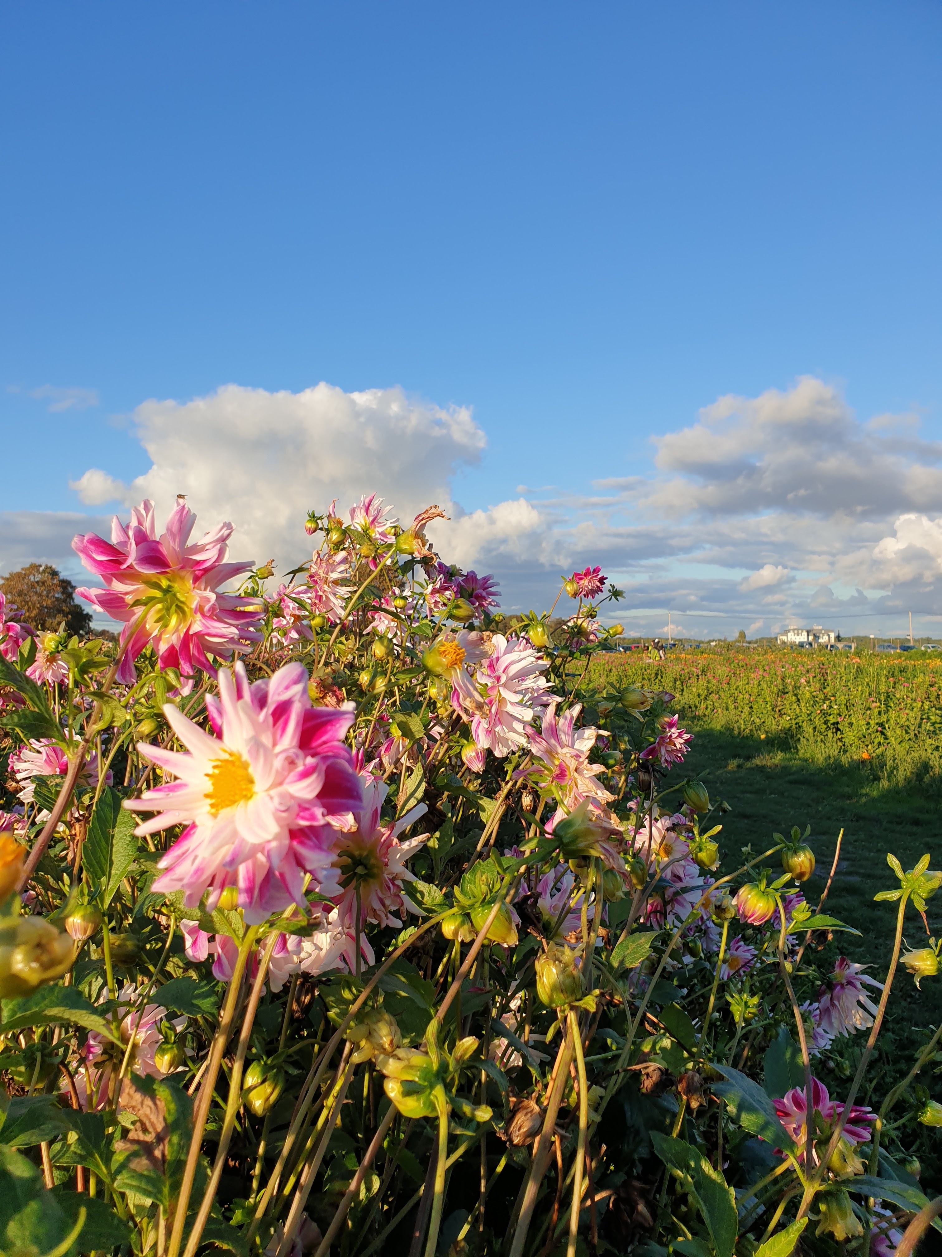 Photo n° 2 de l'avis de Wiem.R fait le 17/10/2020 à 17:00