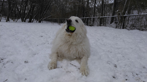 Park «Lake of the Isles Dog Park», reviews and photos, 2845 W Lake of the Isles Pkwy, Minneapolis, MN 55405, USA