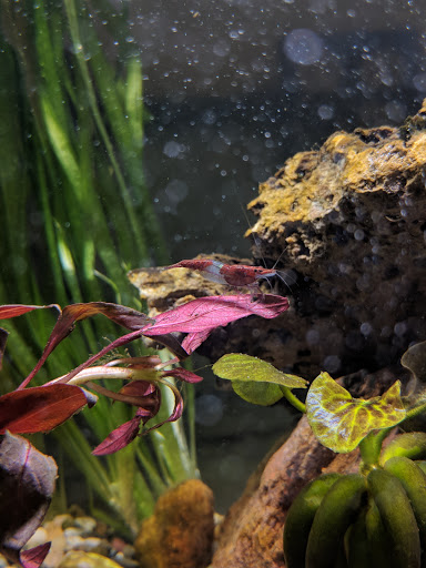 Pet Store «Pet Kingdom», reviews and photos, 2302 Central Ave, Kearney, NE 68847, USA