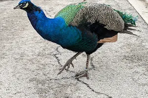 South Parking Lot at Brookfield Zoo image