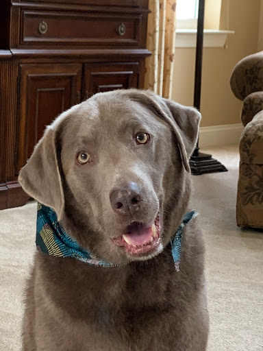 Pet Supply Store «The Hungry Puppy», reviews and photos, 1288 NJ-33, Farmingdale, NJ 07727, USA