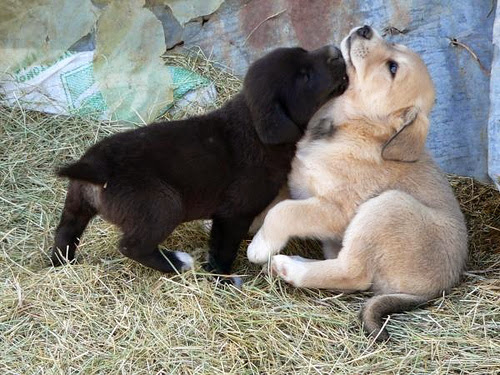 Photo of House of Paws