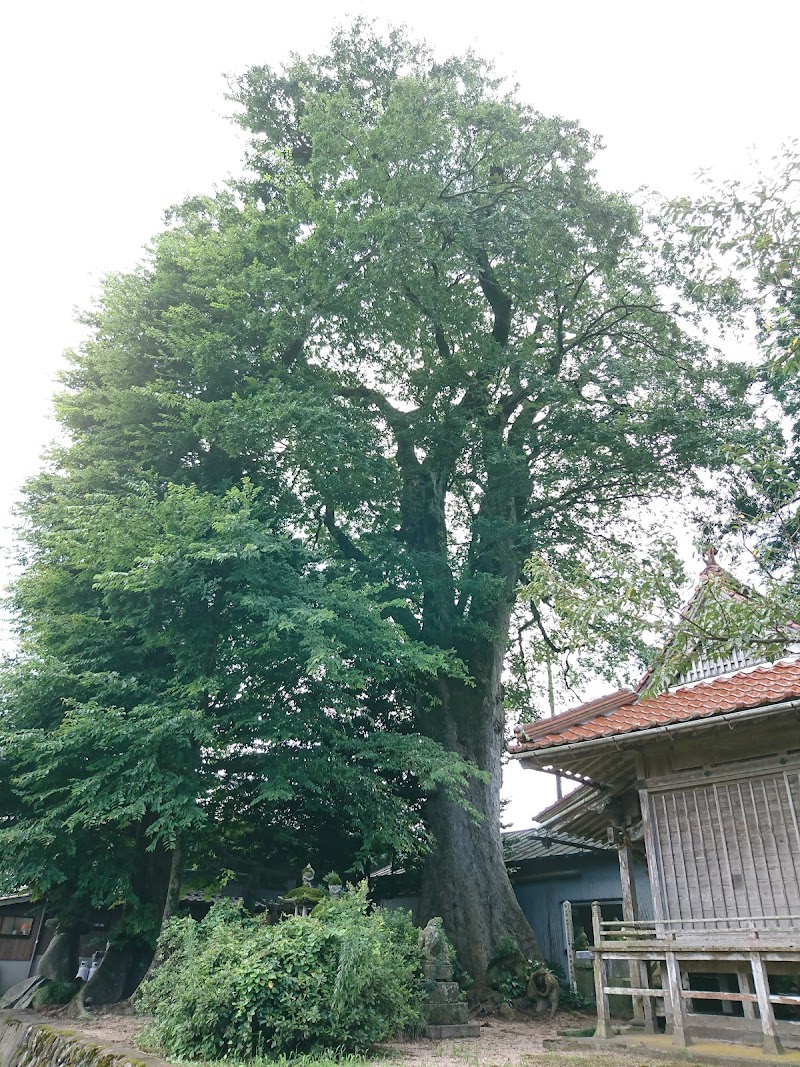 大熊神社の大ムク