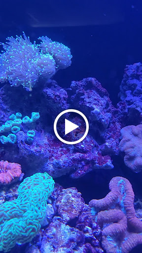 Aquarium «Marine EXTREMES», reviews and photos, 6257 E 21st St N, Wichita, KS 67208, USA