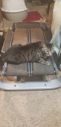 Pet Supply Store «Petco Animal Supplies», reviews and photos, 20825 I-30, Benton, AR 72015, USA