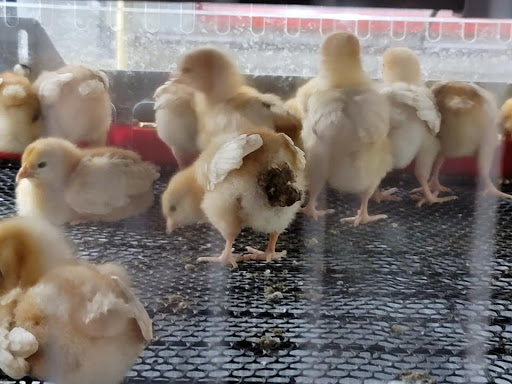 Home Improvement Store «Tractor Supply Co.», reviews and photos, 1111 Halstead Blvd, Elizabeth City, NC 27909, USA