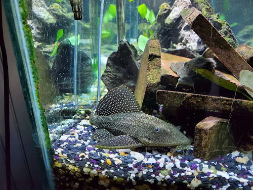 Shopping Mall «Burns Valley Mall», reviews and photos, Olympic Dr, Clearlake, CA 95422, USA