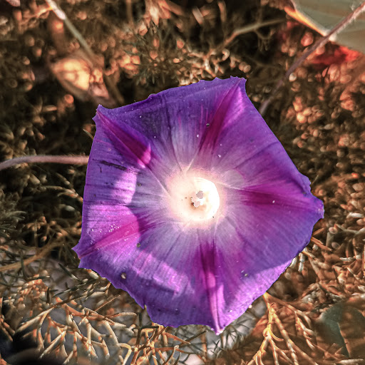 Stadium «Pepsi Center», reviews and photos, 1000 Chopper Cir, Denver, CO 80204, USA