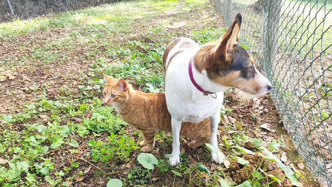 Clinica Veterinaria de Alcobaça