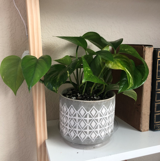 Plant Nursery «Sturtz & Copeland Florist & Greenhouses», reviews and photos, 2851 Valmont Rd, Boulder, CO 80301, USA