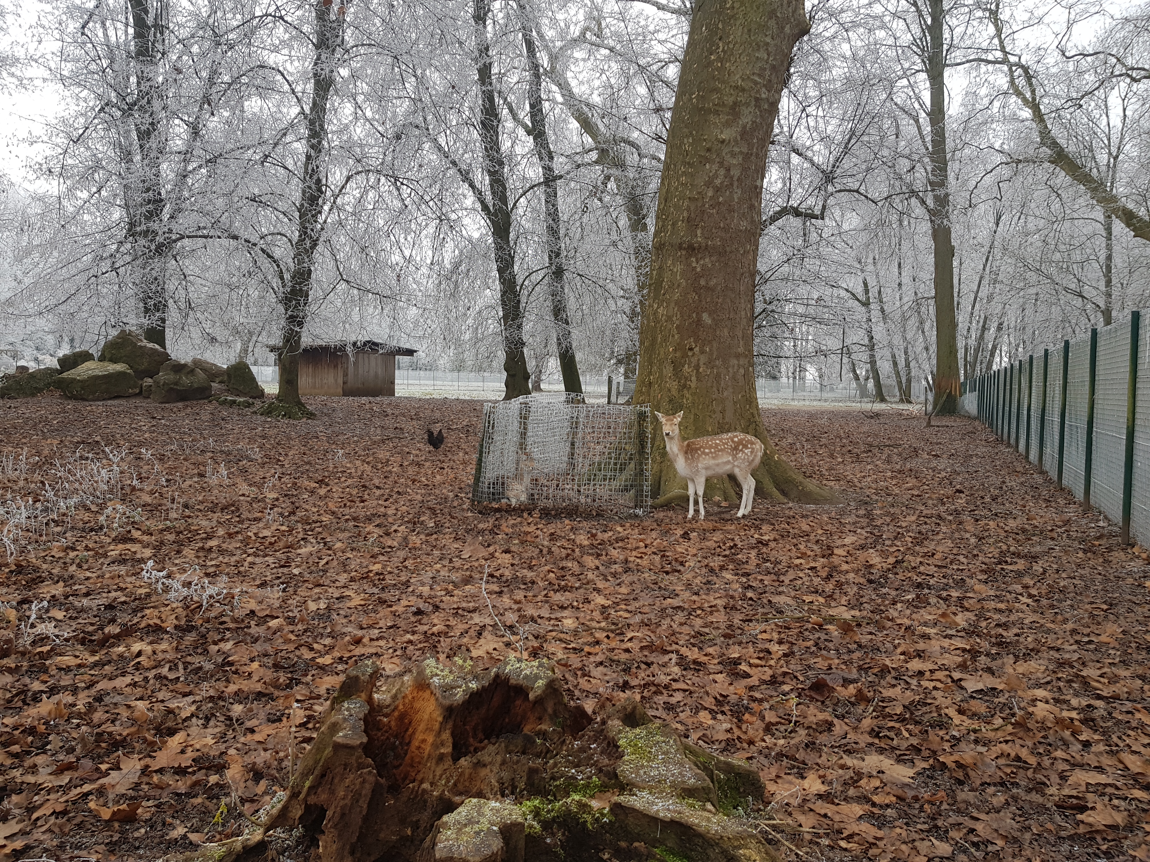 Photo n° 3 de l'avis de Kokia.. fait le 16/01/2022 à 14:45