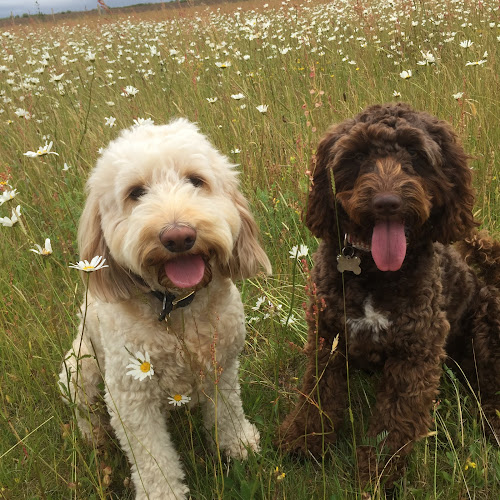 Reviews of WalkieDoggieDoodle in Reading - Dog trainer