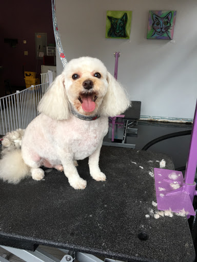 Pet Groomer «ÅSKA Pet Spa & Boutique», reviews and photos, 197 E 7th St, St Paul, MN 55101, USA