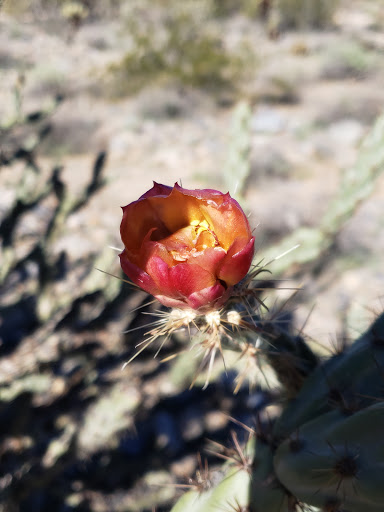 Nature Preserve «Gateway Trailhead - McDowell Sonoran Preserve», reviews and photos, 18333 N Thompson Peak Pkwy, Scottsdale, AZ 85255, USA