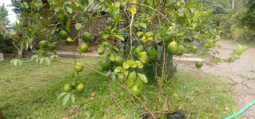 Petani pohon lemon