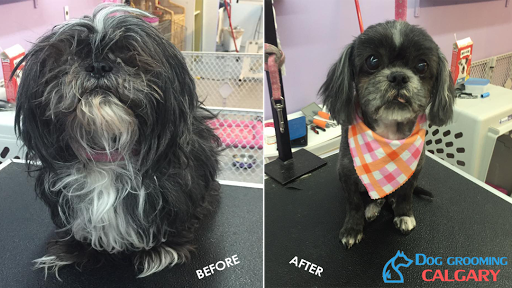 Dog Grooming Calgary