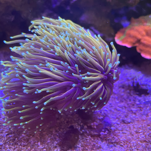 Tropical Fish Store «Tropical Pet Oasis», reviews and photos, 10218 Progress Ln, Parker, CO 80134, USA