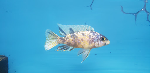 Aquarium «Skoolz of Fish», reviews and photos, 1503 Chamberlayne Ave, Richmond, VA 23222, USA