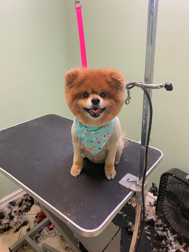 Pet Groomer «Doggie Style Bowtique», reviews and photos, 1713 Westport Rd, Kansas City, MO 64111, USA