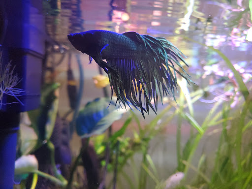 Pet Supply Store «Petco Animal Supplies», reviews and photos, 12163 Sheridan Blvd, Broomfield, CO 80020, USA