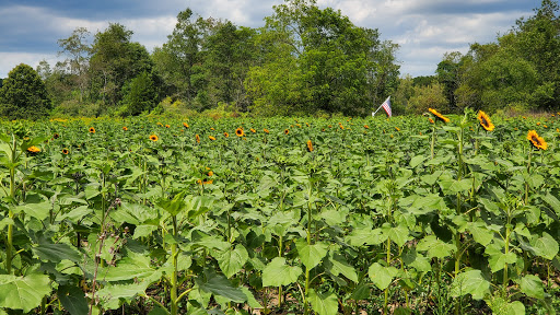 Tourist Attraction «Sussex County Sunflower Maze», reviews and photos, 101 Co Rd 645, Sandyston, NJ 07826, USA