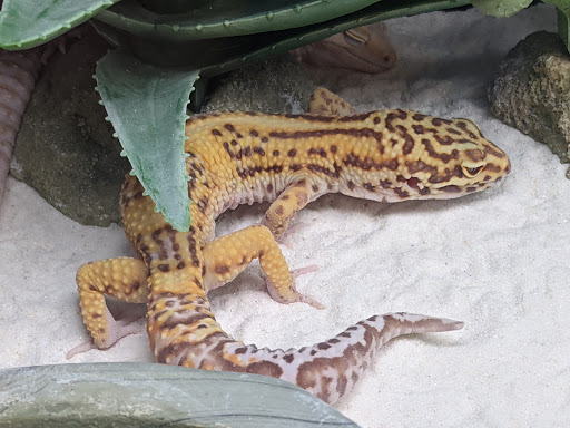 Pet Supply Store «Petco Animal Supplies», reviews and photos, 4915 E 41st St C, Tulsa, OK 74135, USA