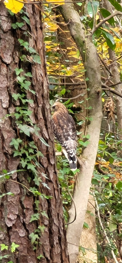 Nature Preserve «Daniel Johnson Nature Preserve», reviews and photos, 1301 Beech Valley Rd NE, Atlanta, GA 30306, USA