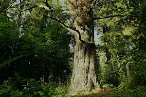 Laurinmäki Nature Trail image