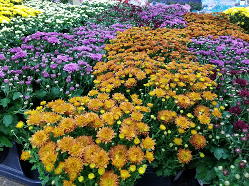 Shopping Mall «Clayton Valley Shopping Center», reviews and photos, 5424 Ygnacio Valley Rd, Concord, CA 94521, USA