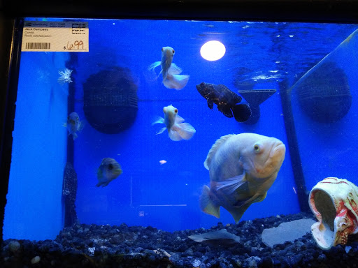 Pet Store «Pets Plus Inc», reviews and photos, 2610 Jefferson Davis Hwy, Stafford, VA 22554, USA