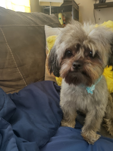 Pet Supply Store «Pet Supplies Plus», reviews and photos, 5394 Kemps River Dr Suite 101, Virginia Beach, VA 23464, USA