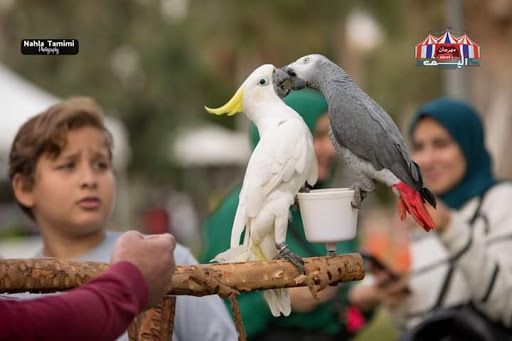 Planet parrot