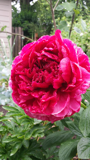 Park «Irving Park», reviews and photos, 707 NE Fremont St, Portland, OR 97212, USA