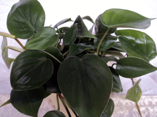 Florist «Davis Florist», reviews and photos, 4201 Locust Ln, Harrisburg, PA 17109, USA