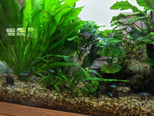 Tropical Fish Store «The Fish Store», reviews and photos, 12320 Lake City Way NE, Seattle, WA 98125, USA
