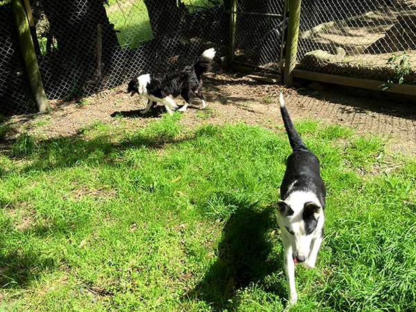 Reviews of Orokonui Paws Inn Kennel & Cattery in Dunedin - Dog trainer
