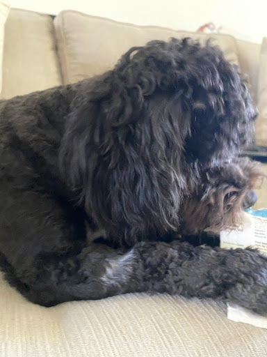 Pet Supply Store «PetSmart», reviews and photos, 3520 S El Camino Real, San Mateo, CA 94403, USA