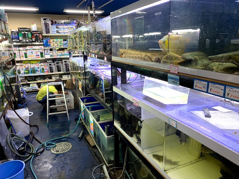 アクアショップkg 京都府久御山町荒見 熱帯魚店 ペット グルコミ