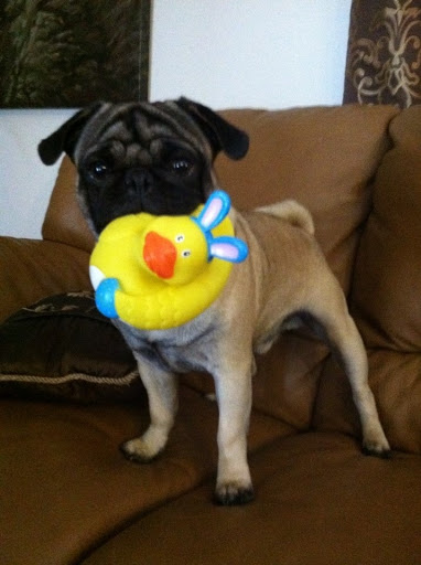 Pet Store «Puppy Boutique Store», reviews and photos, 4001 N Federal Hwy, Fort Lauderdale, FL 33308, USA