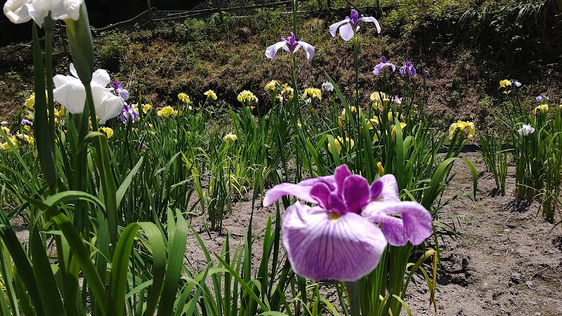 平家谷花しょうぶ園