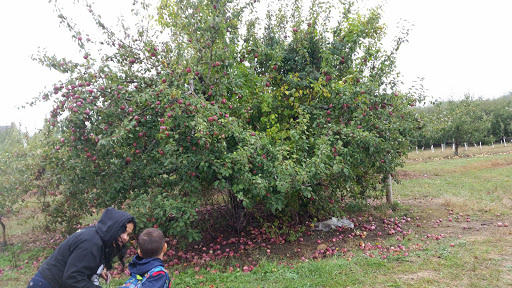 Farm «Fairmount Fruit Farm», reviews and photos, 887 Lincoln Street, Franklin, MA 02038, USA