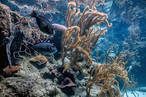 Coral Reef Aquarium Xcaret image